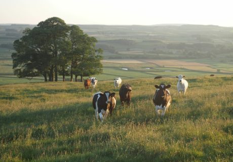 cows in field