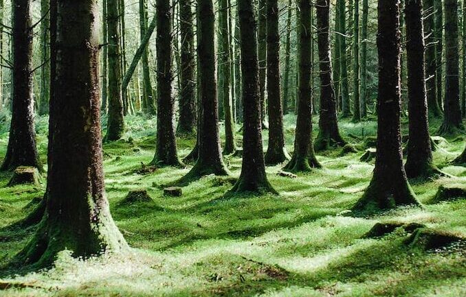 Welda forest