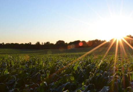 sustainable farming